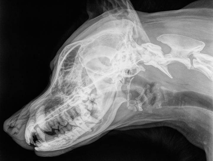 Dog Dental Xray