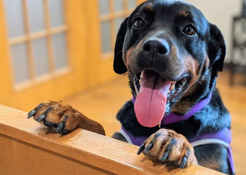 pet care veterinary care center